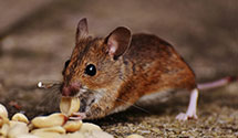24 Hour & Emergency Exterminators in Walhalla, ND